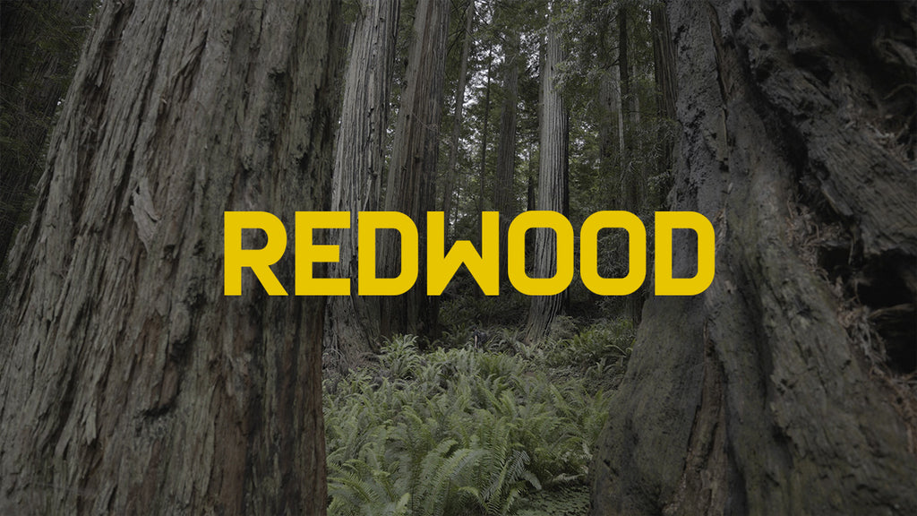 Journey Through the Giants: Exploring the Majestic Redwoods